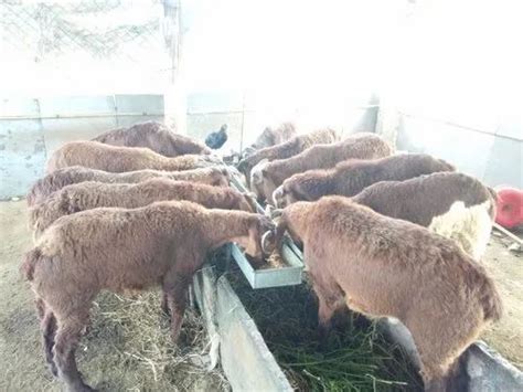 Male Red Live Kenguri Sheep At Rs 12000piece In Raichur Id 22463664612