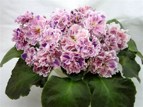 Фиалка шато брион - фото и картинки: 69 штук