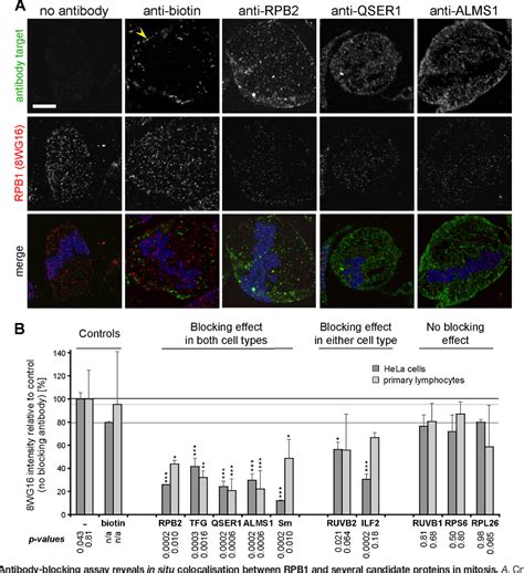 Figure From Proteomic Analysis Of Mitotic Rna Polymerase Ii Reveals