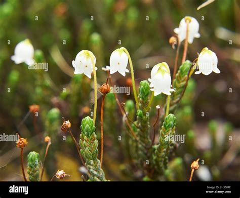 Flower Arctic Bell Heather Cassiope Tetragona In Natural Yakutia