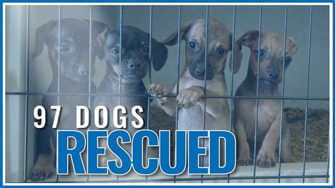 97 Dogs Rescued By The Humane Society Of Missouri Youtube