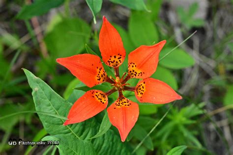 Western Wood Lily Dsc1815 Western Wood Lily Seen In Kanan Flickr