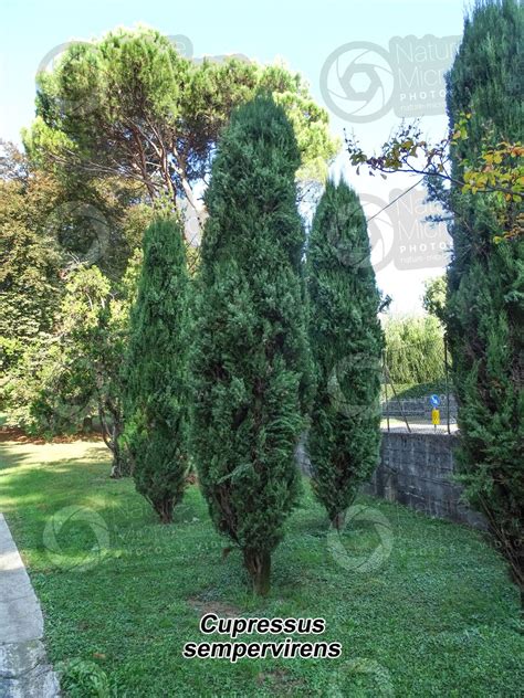 Cupressus Sempervirens Mediterranean Cypress Tree Cupressus