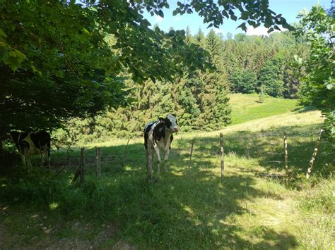 Accueil Camping Lef Bure Orbey Alsace