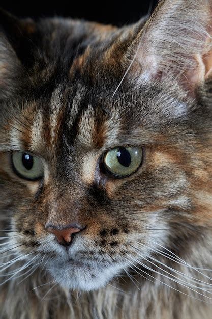 Retrato Do Grande Gato Maine Coon Closeup Foto Premium