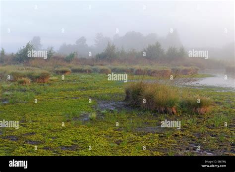 moss in moor landscape in the morning , Germany, Lower Saxony ...