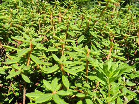 Labrador Tea 2016 2 Free Stock Photo Public Domain Pictures