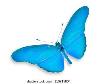 Blue Butterfly Flying Stock Photo Shutterstock