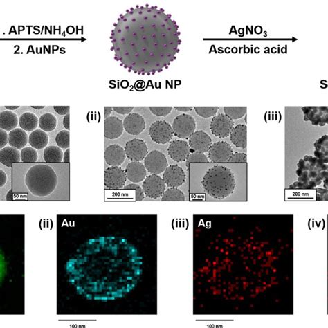 Synthesis Of Sio2auag Nps A Synthesis Procedure For Sio2auag Nps