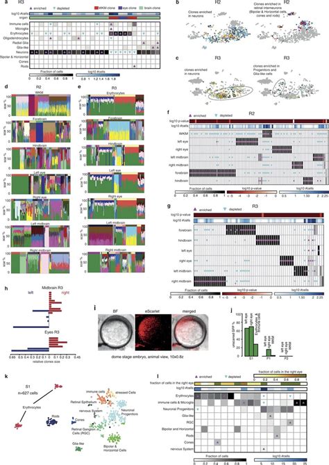 ScarTrace in the zebrafish brain and eyes a, Heat map of the fraction