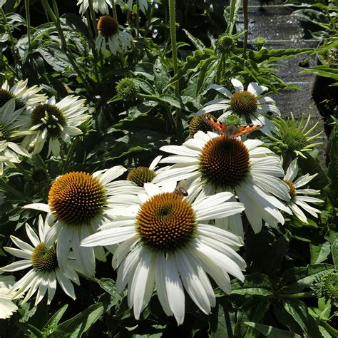 Sonnenhut Primadonna Weiß Echinacea purpurea Primadonna Weiß