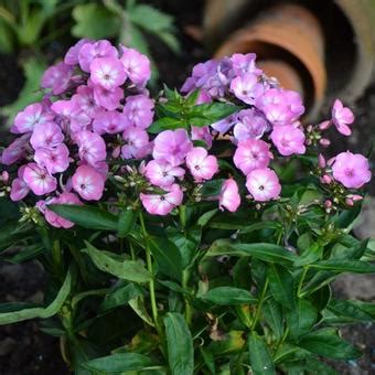 Floks Vlambloem Phlox Paniculata SWEET SUMMER Temptation