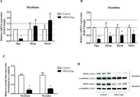 Ogn Alters The Expression Levels Of Myogenesis Molecular Markers A