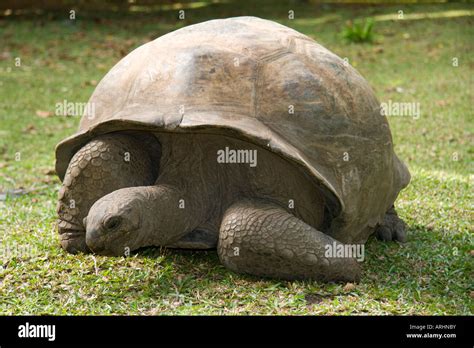 Seychelles Giant Tortoise Stock Photo - Alamy