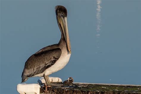 Immature Brown Pelican During Our Visit To San Leandro Mar Flickr