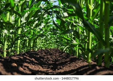 2,601 Corn Stages Stock Photos, Images & Photography | Shutterstock