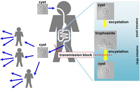 Entamoeba Histolytica Life Cycle