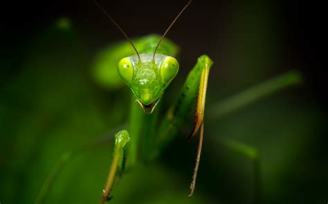 Download Animal Praying Mantis Hd Wallpaper