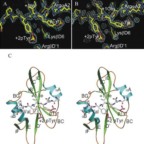 Structure Of The Src Sh Domain Bound To The Pyepyi Peptide And