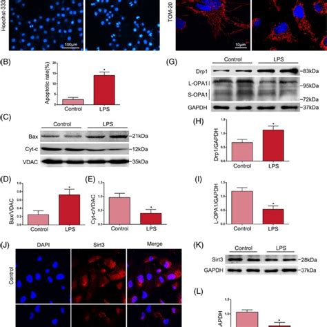 Effects Of Lps On Hk Cells In Vitro And Sirt A B Cell Apoptosis