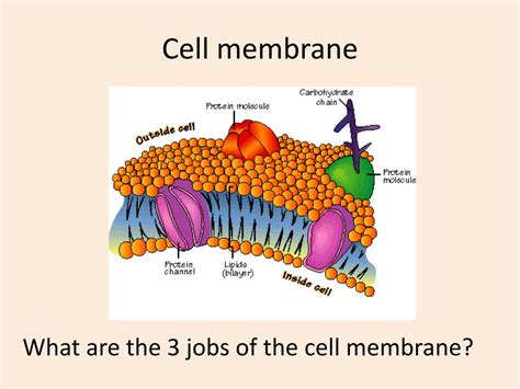 Ppt Human Organ Systems Powerpoint Presentation Free Download Id