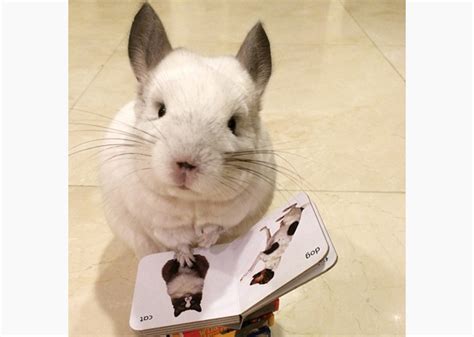 Famous Instagram Pets Who Are Ready for Back-to-School Time