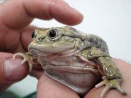 Biologists Make Strides to Save the Endangered Lake Titicaca Frog | Audubon