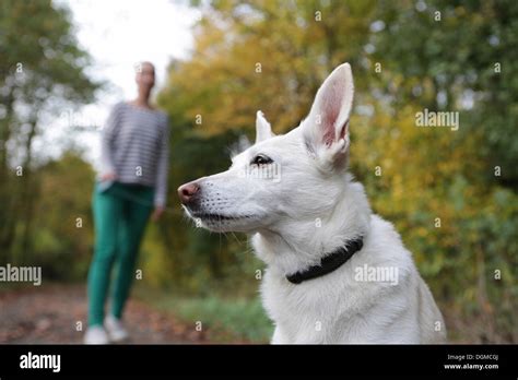 Woman Outdoors With A Dog On A Leash Stock Photo Alamy