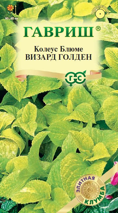 Колеус Визард Голден* 4 шт. Элитная клумба - ГАВРИШ ГК
