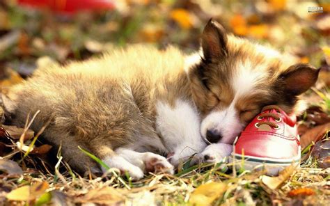 Corgi Wallpapers - Wallpaper Cave