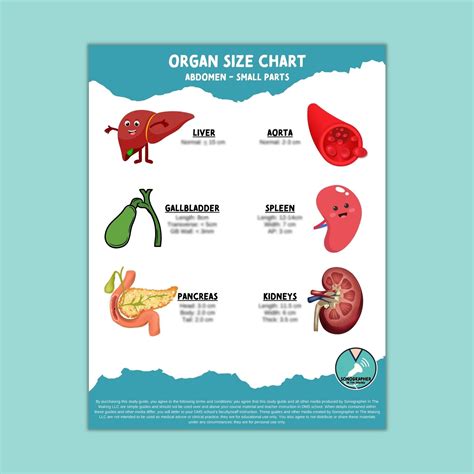 Ultrasound Study Notes, Organ Size Chart Abdomen, Ultrasound Student