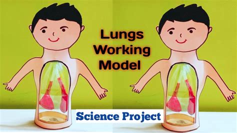 Lungs Working Model Respiratory System Working Model Science Project For Exhibition Kansal