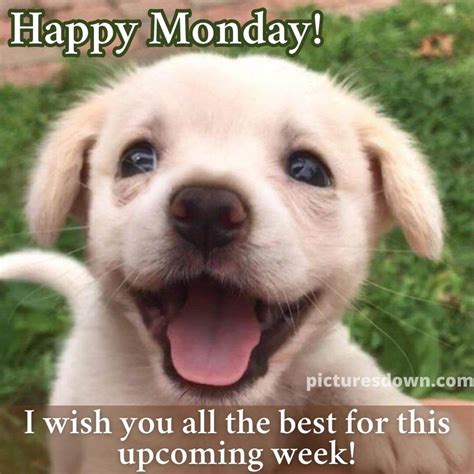 Happy monday funny image dog free - picturesdown.com