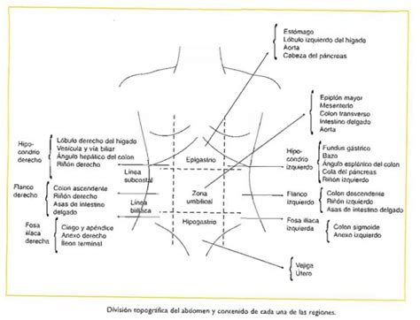 Anatomía de superficie del abdomen Cavidades del cuerpo Anatomía