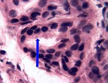 Stratified Cuboidal Epithelium Ducts Of Sweat Glands Mammary And