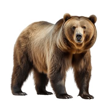 Grizzly Bear Png Png Image Collection – Themelower