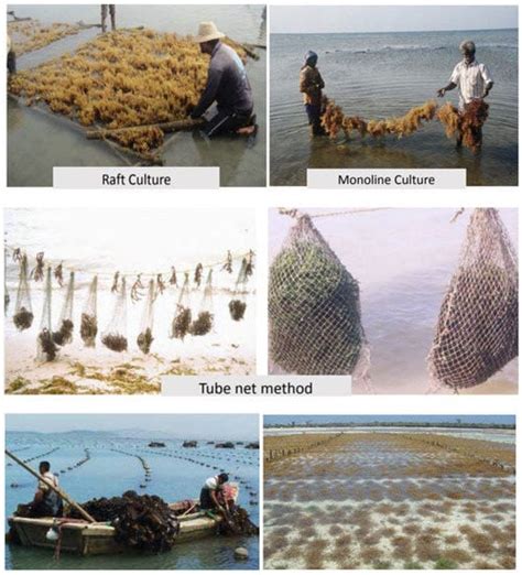 Traditional Seaweed Farming Methods Encyclopedia Mdpi