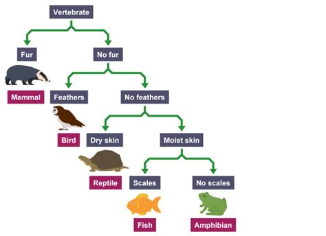 Tree Id Dichotomous Key