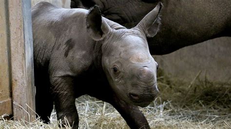 Rare Black Baby Rhino Born in Iowa Zoo - ABC News