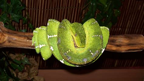 Emerald Tree Boa S For Sale In The North West At Appleton Exotics