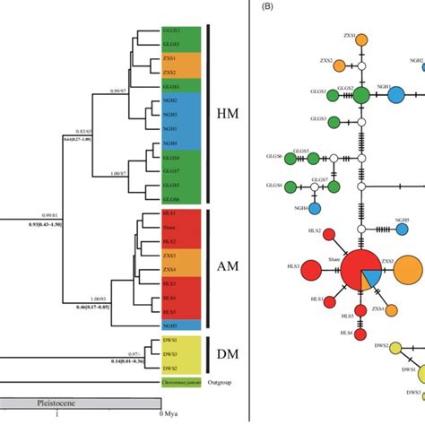 (A) Ultrametric tree showing phylogenetic relationships and divergence ... 