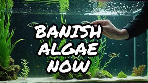 Battling Algae In Your Aquarium Tips And Tricks From Our Aquatic Plant