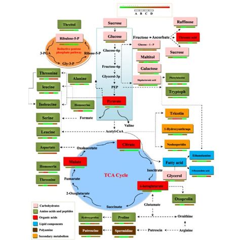 Primary metabolism pathways of measured metabolites in leaves of ...