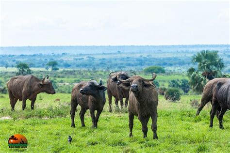 Days Gorillas Primates Wildlife Safari Uganda Safari