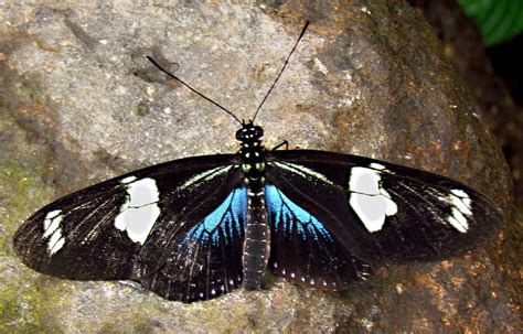 The Doris Long Wing Laparus Doris Synonym Heliconius Doris The