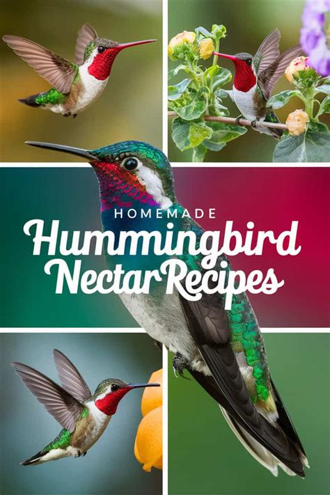 9 Easy Peasy Recipes For Homemade Hummingbird Nectar Your Feathered