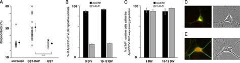 Role And Expression Profile Of The Reelin Receptors ApoER2 And VLDLR