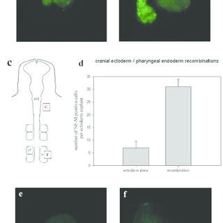 The Role Of Pharyngeal Endoderm In Epibranchial Placode Induction