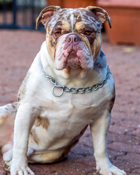 Merle English Bulldog The Uniquely Coated Bully Youll Love