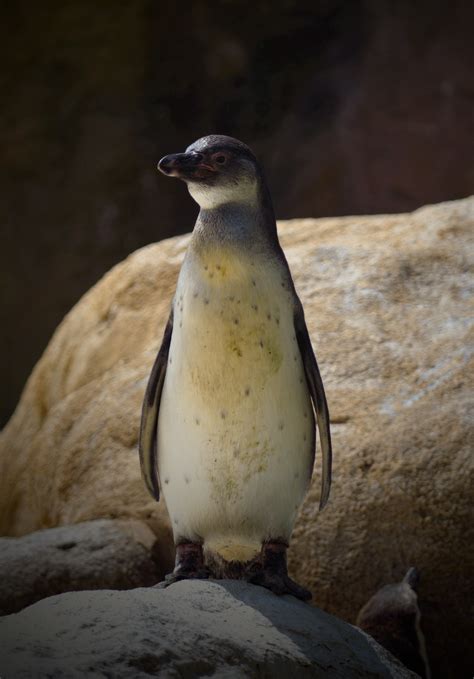 Fotos gratis naturaleza pájaro animal piedra fauna silvestre Zoo